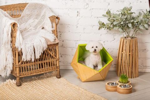 DIY Pet Furniture and Accessories: Creative Guide