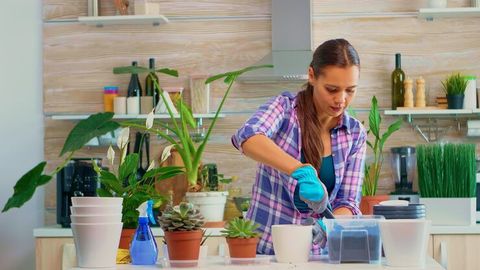 Indoor Plant Care Guide and Organization Tips
